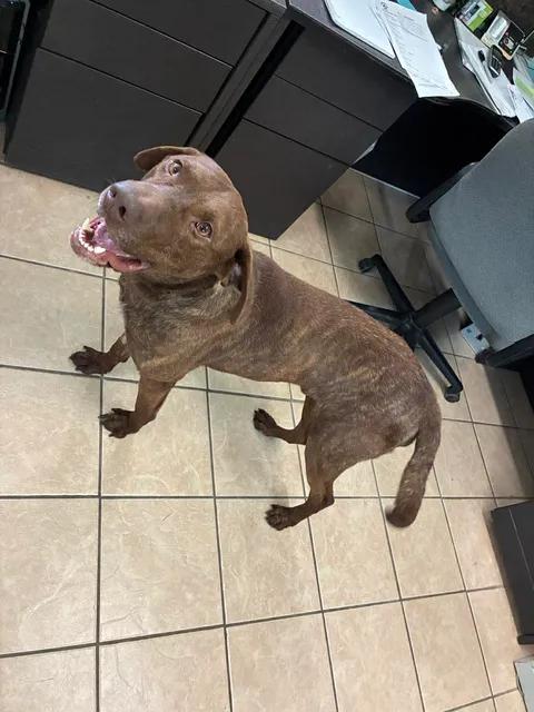 Moose, a ADOPTABLE Chocolate Labrador Retriever in Mason City, IL image 6/6