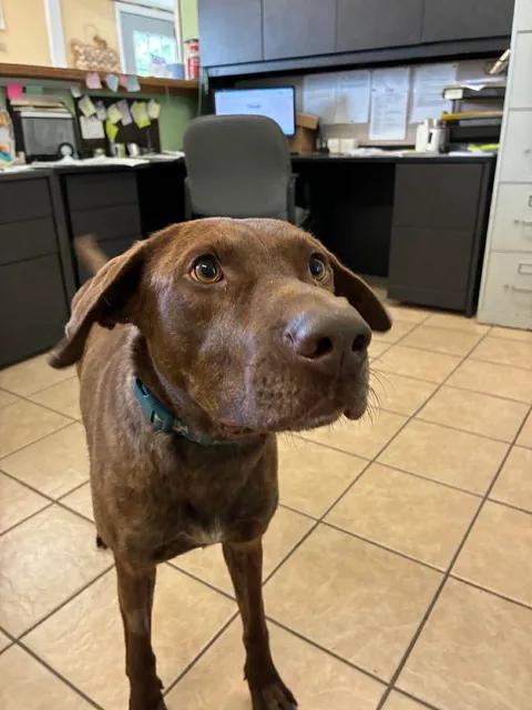 Moose, a ADOPTABLE Chocolate Labrador Retriever in Mason City, IL image 4/6
