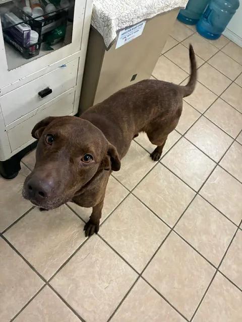 Moose, a ADOPTABLE Chocolate Labrador Retriever in Mason City, IL image 3/6