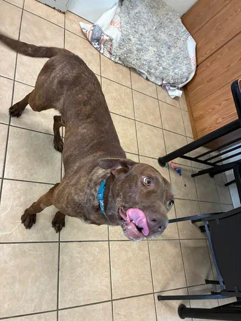 Moose, a ADOPTABLE Chocolate Labrador Retriever in Mason City, IL image 2/6