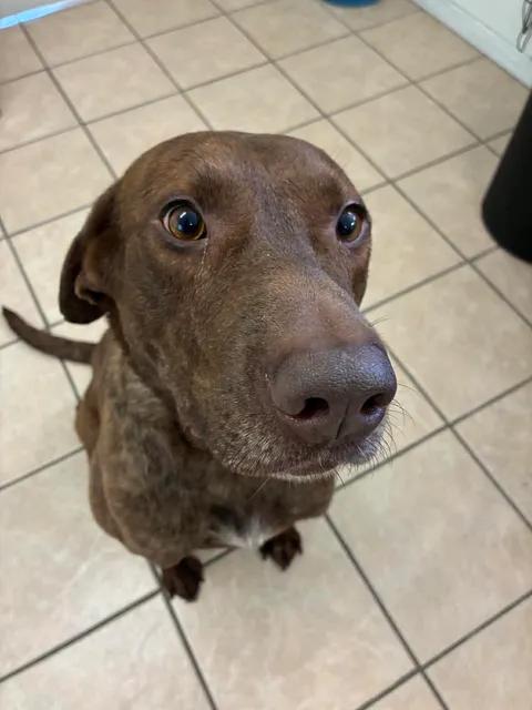 Moose, ADOPTABLE, Young Male Chocolate Labrador Retriever.