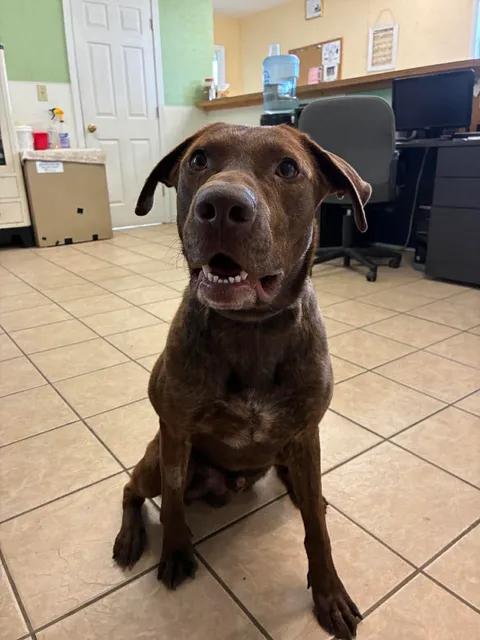 Moose, a ADOPTABLE Chocolate Labrador Retriever in Mason City, IL image 5/6