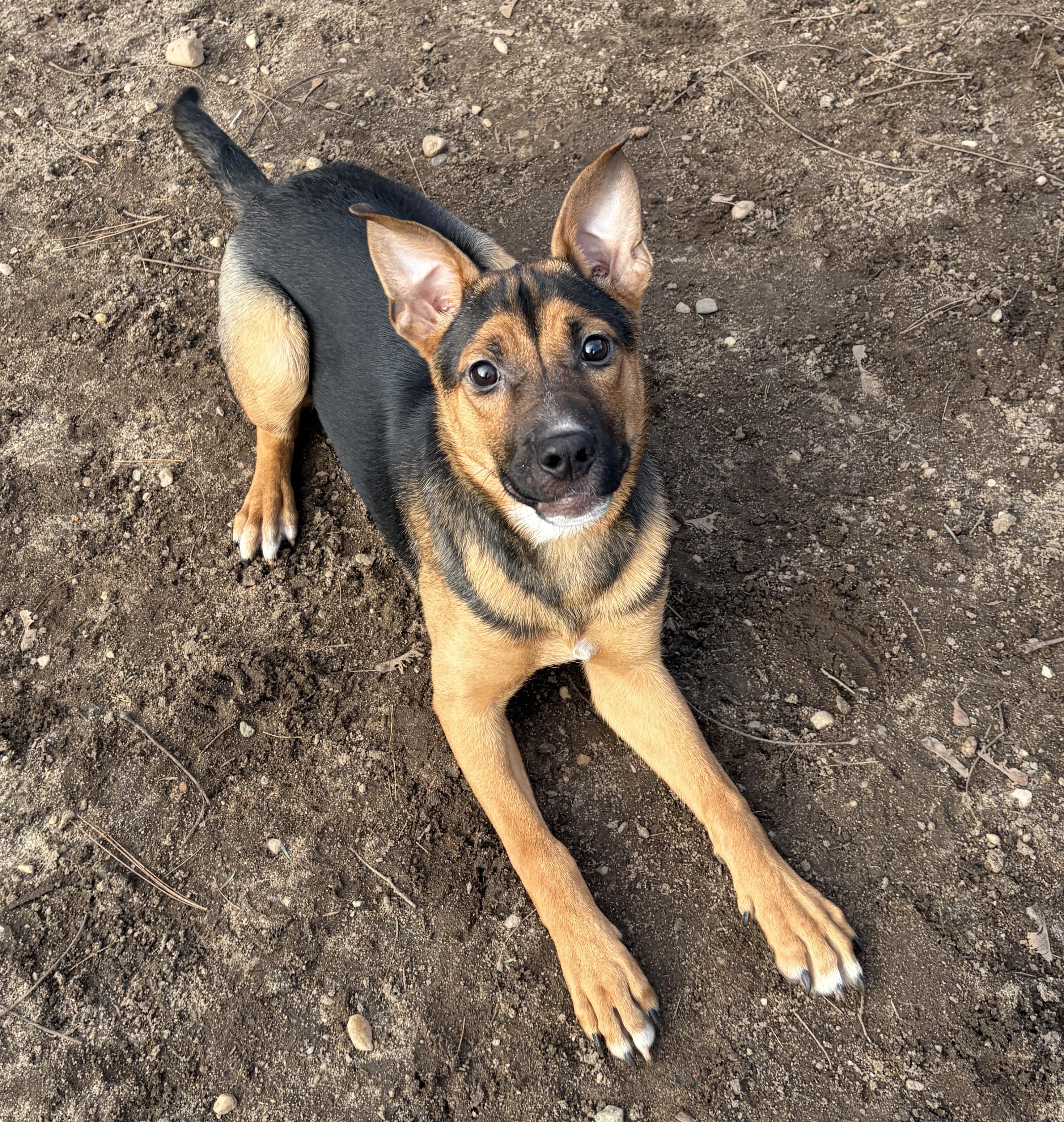 Nutmeg, Adoptable, Young Female Mixed Breed.