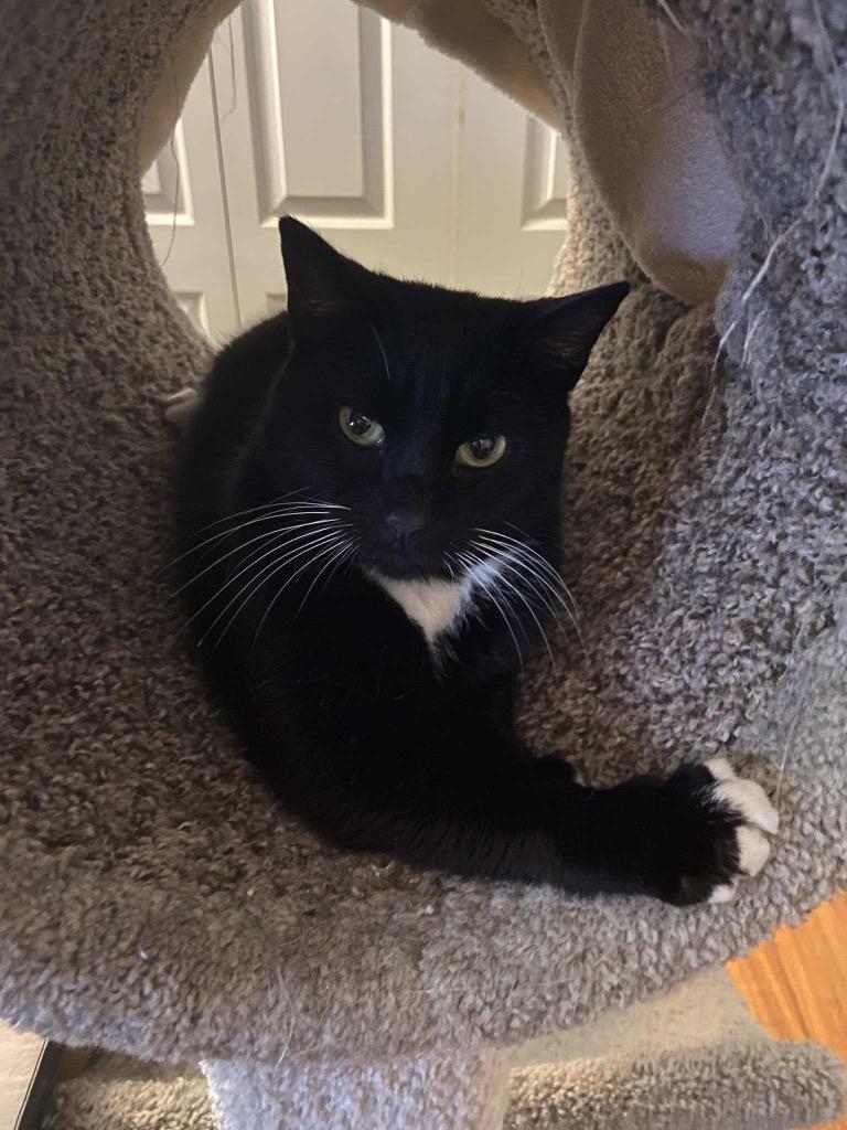 Minerva, Adopted, Adult Female Domestic Short Hair.