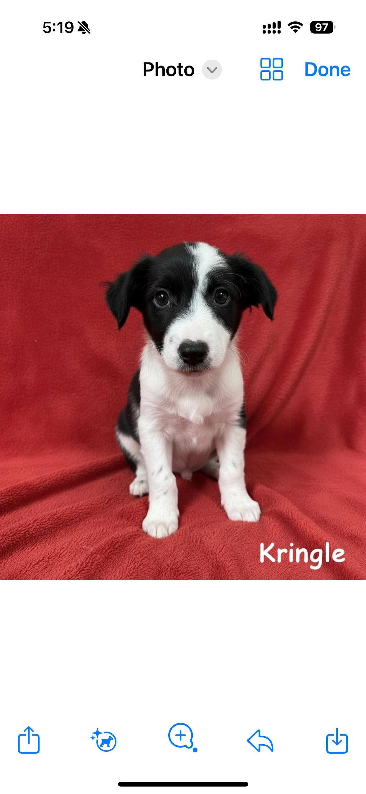 Kringle, ADOPTABLE, Puppy Male Labrador Retriever.