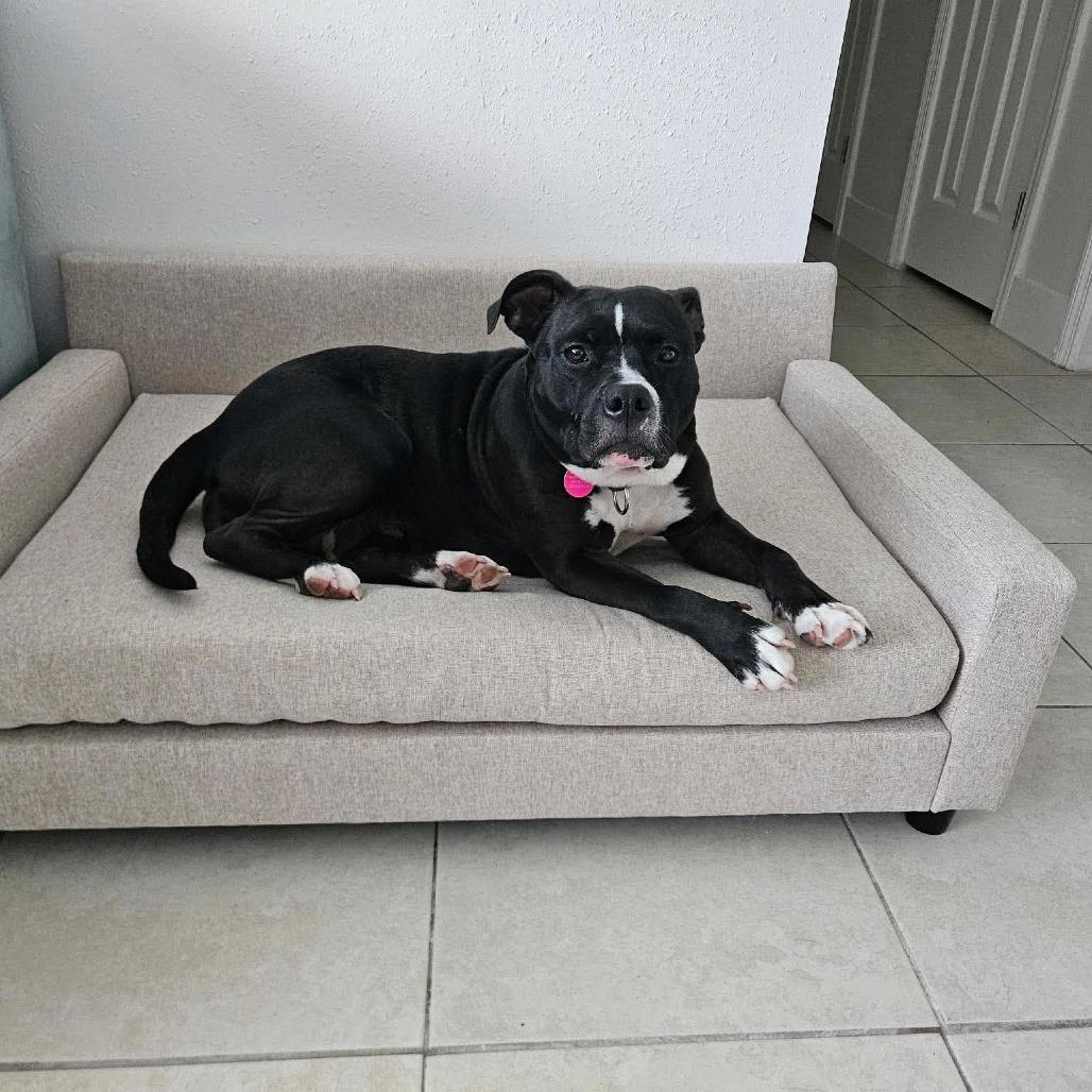 Enlarge Girlie Pop, a Adoptable mixed breed in Seminole, FL image 1/6