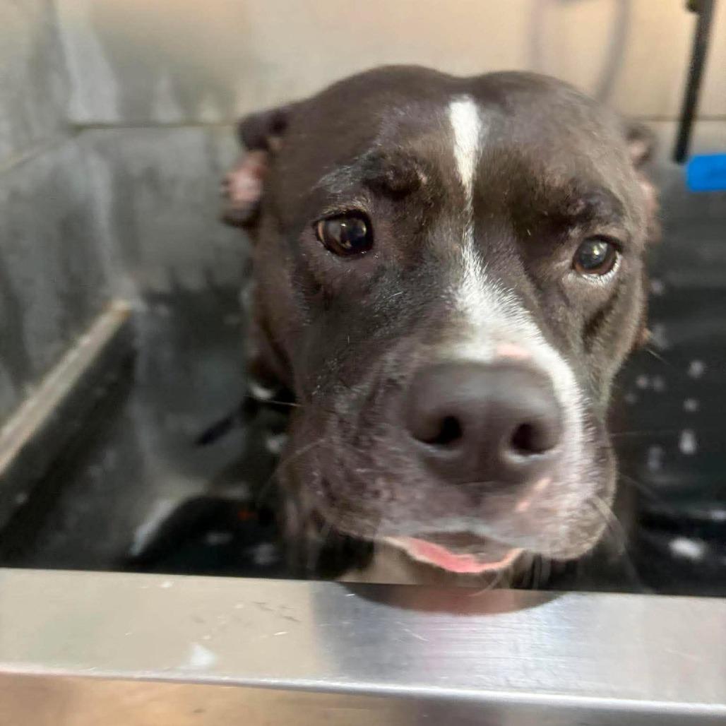 Enlarge Girlie Pop, a Adoptable mixed breed in Seminole, FL image 2/6