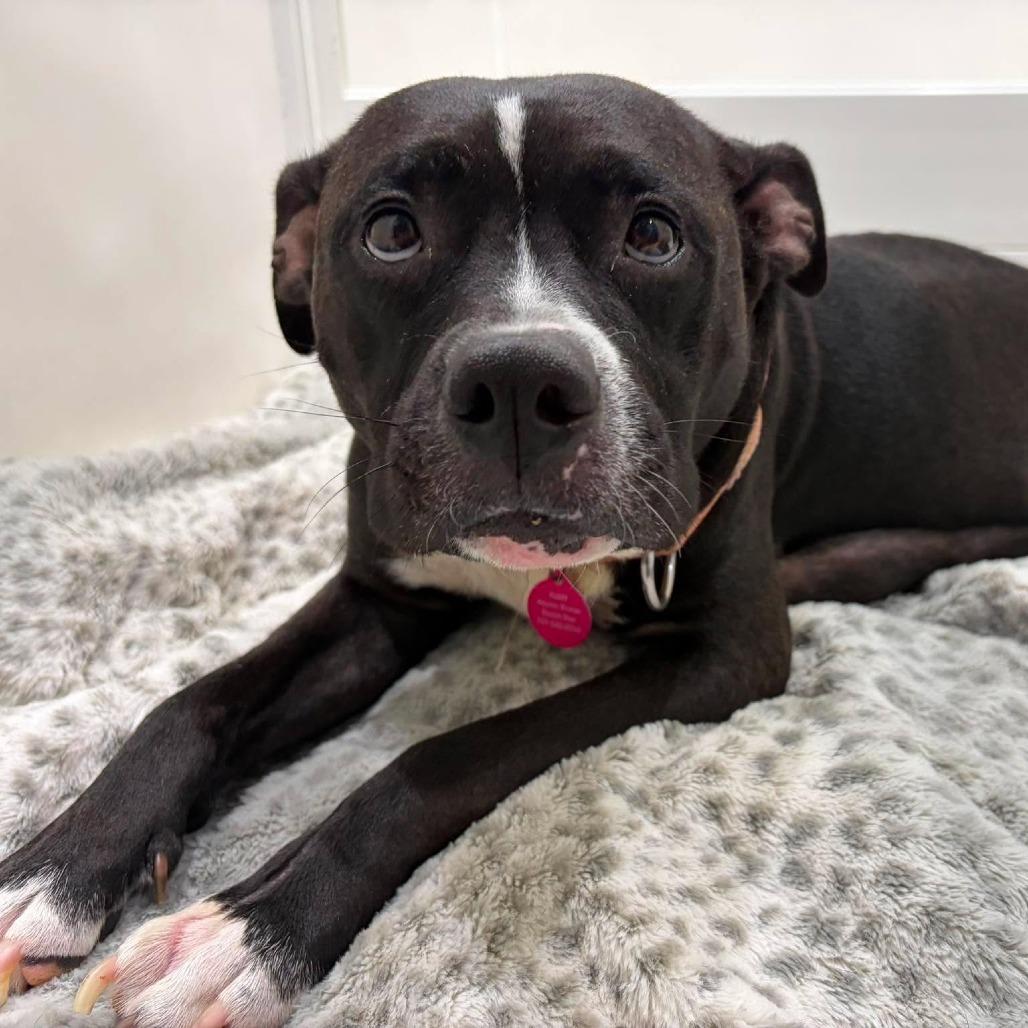 Enlarge Girlie Pop, a Adoptable Mixed Breed in Seminole, FL image 1/3