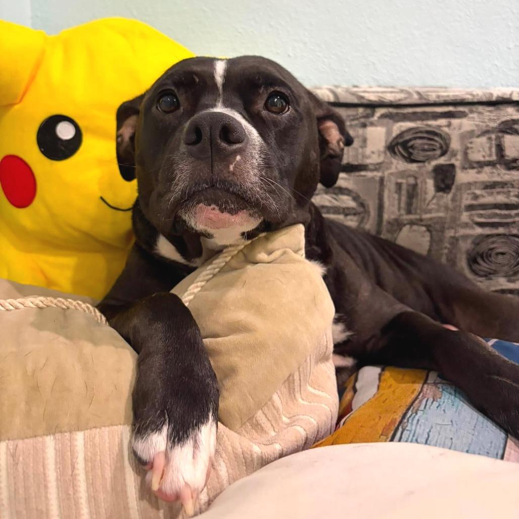 Enlarge Girlie Pop, a Adoptable mixed breed in Seminole, FL image 3/6