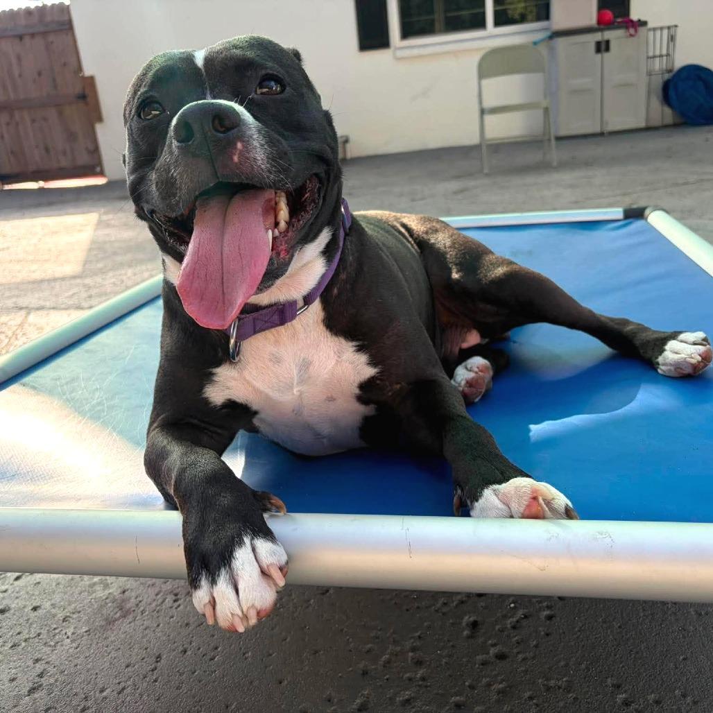Enlarge Girlie Pop, a Adoptable mixed breed in Seminole, FL image 4/6