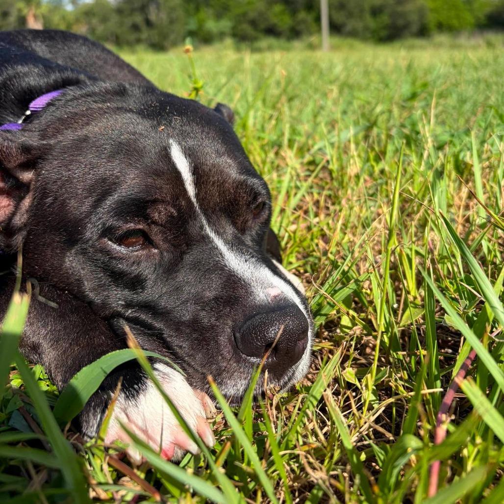 Enlarge Girlie Pop, a Adoptable mixed breed in Seminole, FL image 5/6