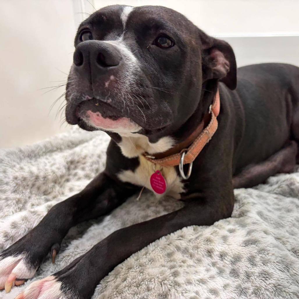 Enlarge Girlie Pop, a Adoptable Mixed Breed in Seminole, FL image 3/3