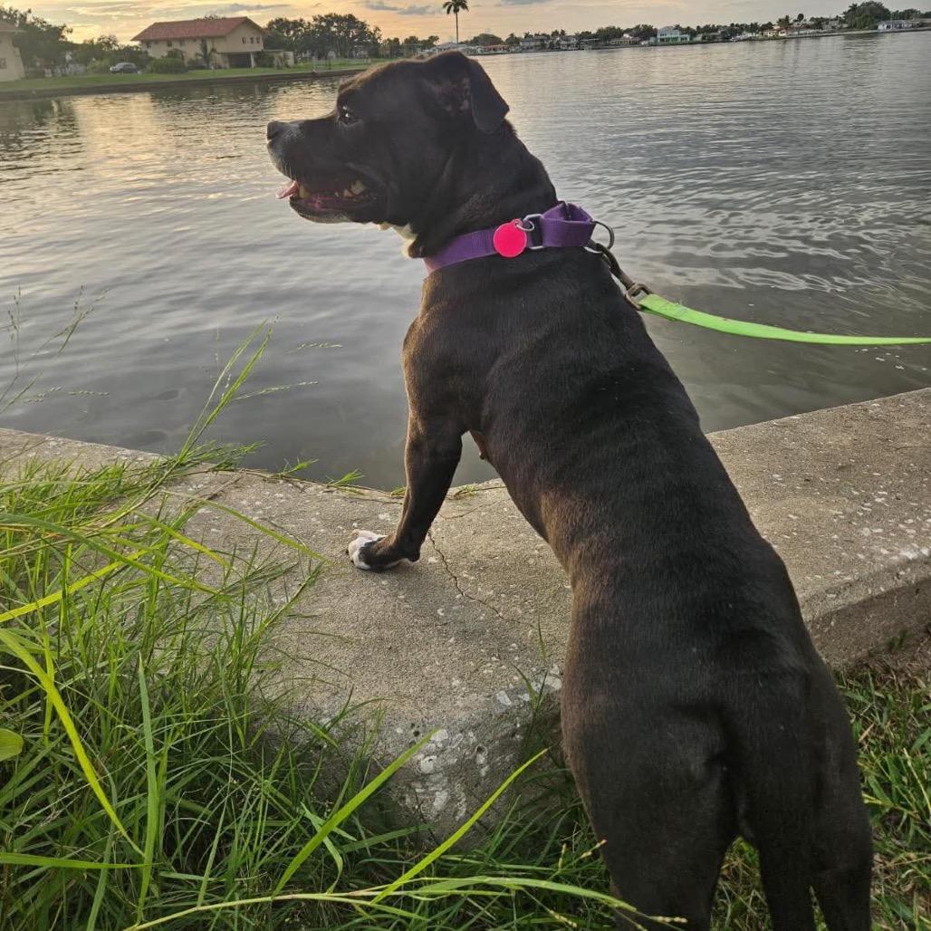 Enlarge Girlie Pop, a Adoptable mixed breed in Seminole, FL image 6/6