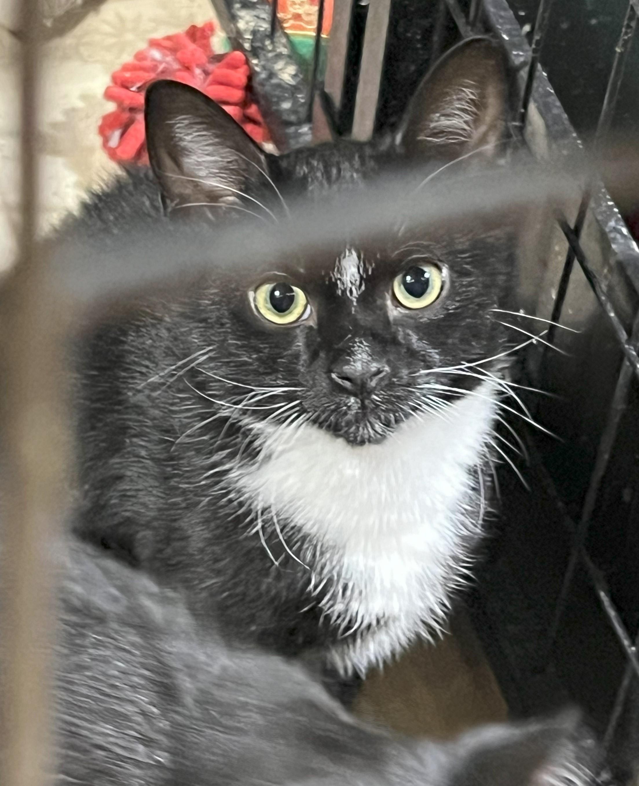 SHY, Adoptable, Young Male Domestic Short Hair.