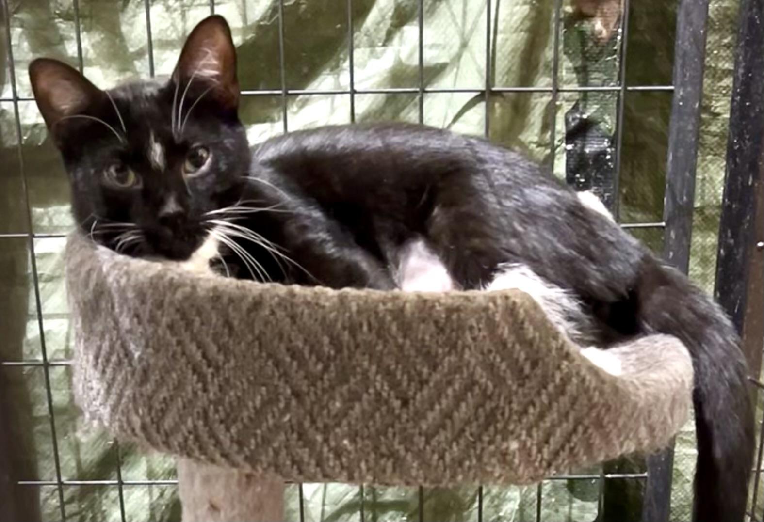 SHY, a Adoptable Domestic Short Hair in Lake Ozark, MO image 2/2