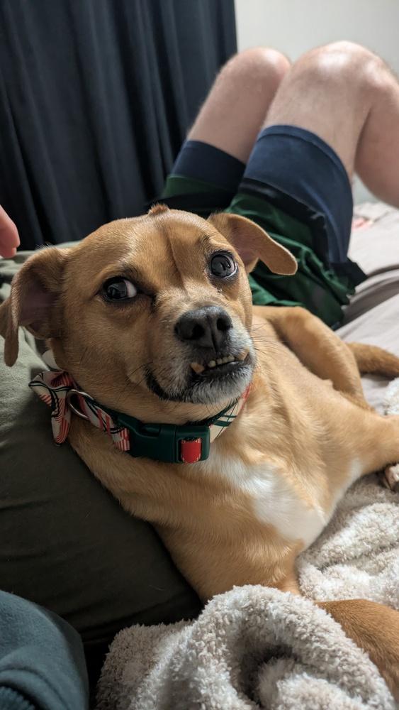 Felony, Adoptable, Adult Male Terrier & Pug.