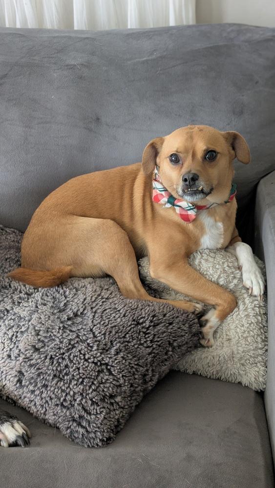 Enlarge Felony, a Adoptable mixed breed in Plymouth, MI image 3/6