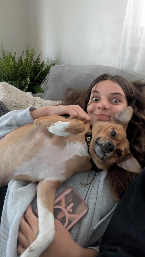 Enlarge Felony, a Adoptable mixed breed in Plymouth, MI image 2/3