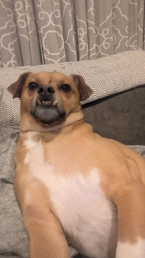 Enlarge Felony, a Adoptable mixed breed in Plymouth, MI image 5/6