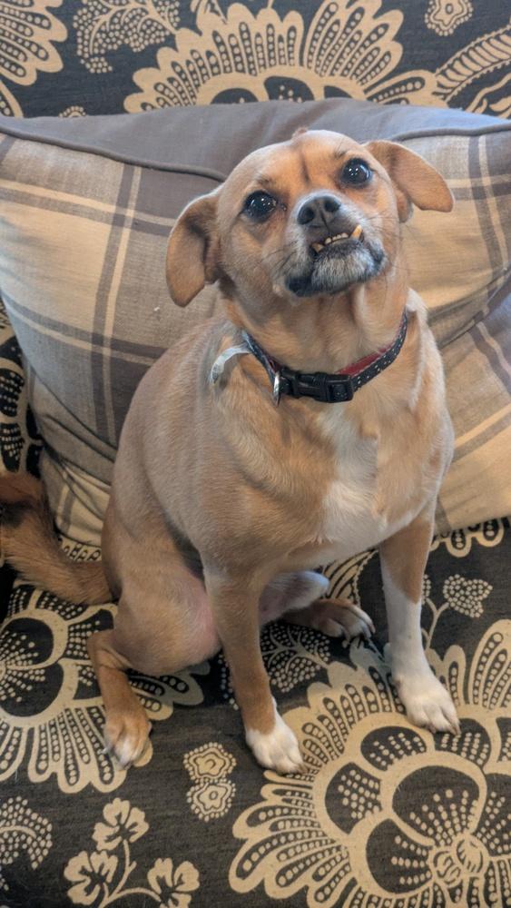 Enlarge Felony, a Adoptable mixed breed in Plymouth, MI image 3/3