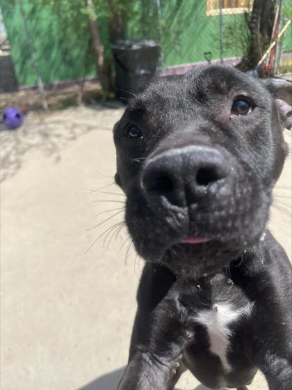 Enlarge Shadow, a Adoptable mixed breed in Rapid City, SD image 3/3