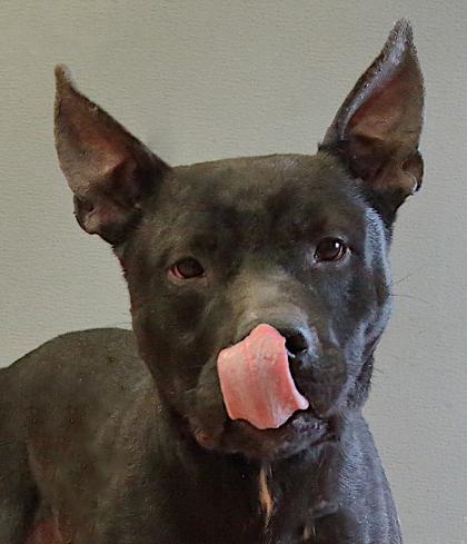 Enlarge Shadow, a Adoptable mixed breed in Rapid City, SD image 2/3