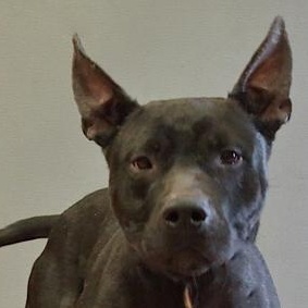 Shadow, Adoptable, Adult Male Terrier.