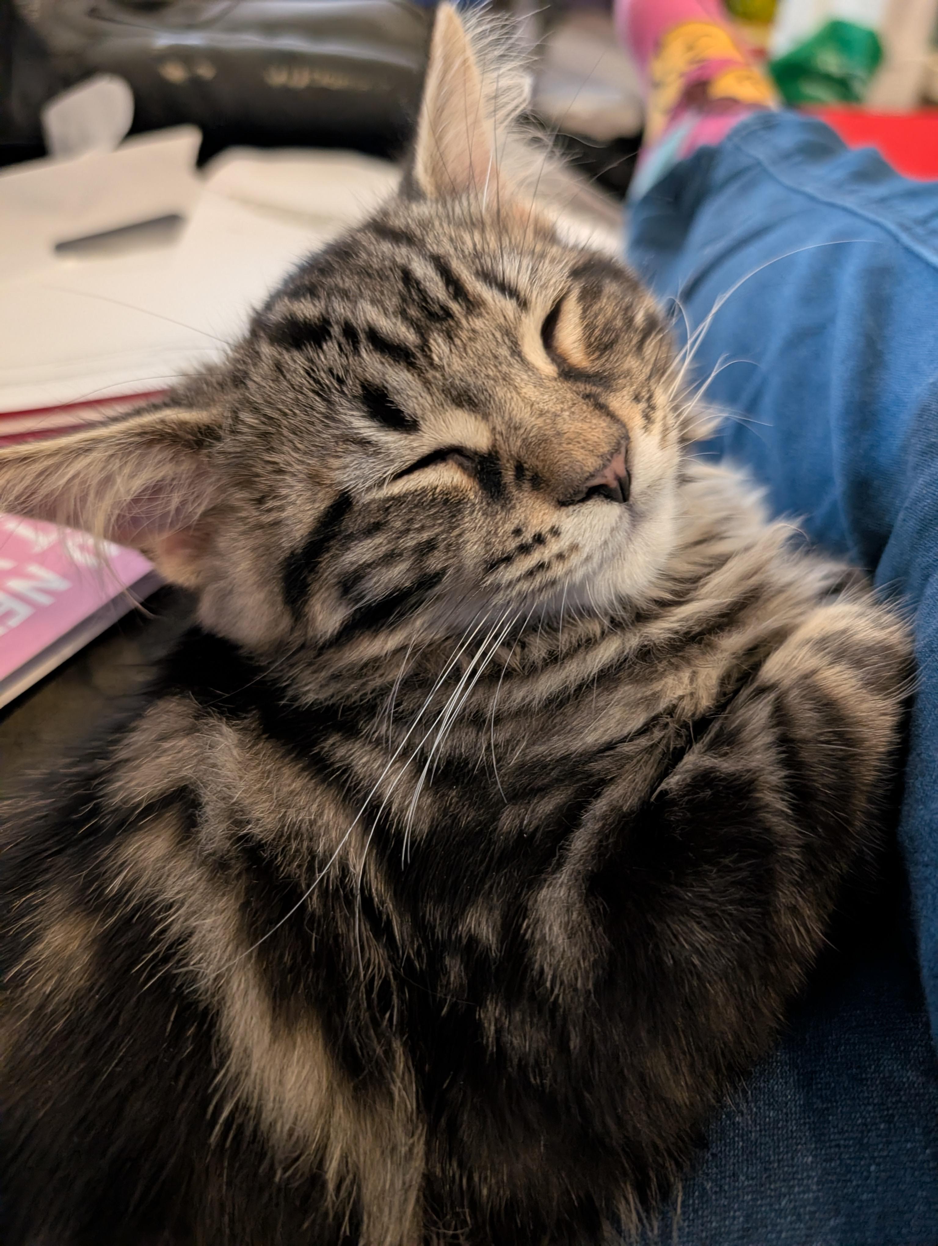 Loki, a ADOPTABLE Domestic Medium Hair in Cambridge, ON image 2/4