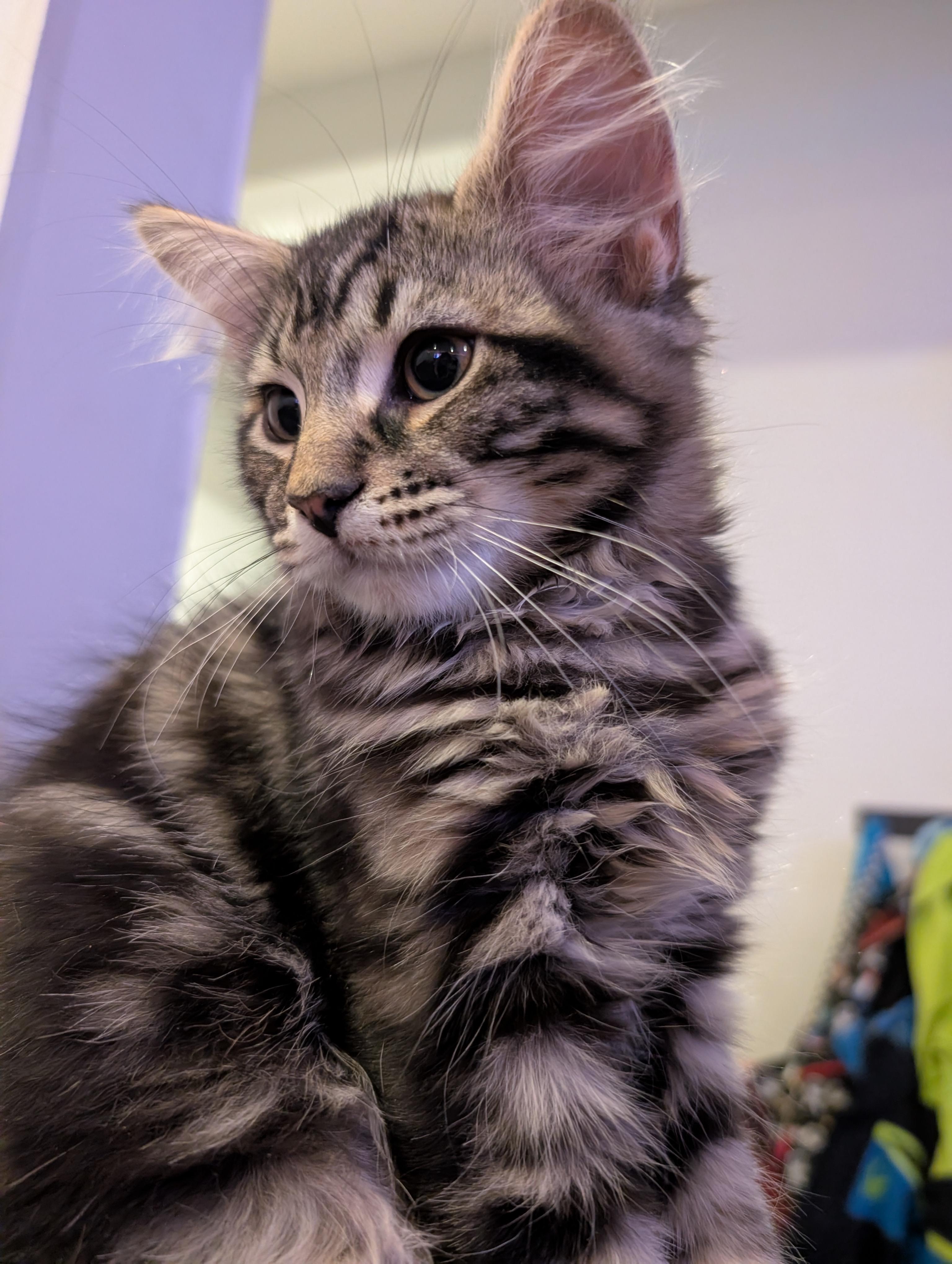 Loki, a ADOPTABLE Domestic Medium Hair in Cambridge, ON image 4/4