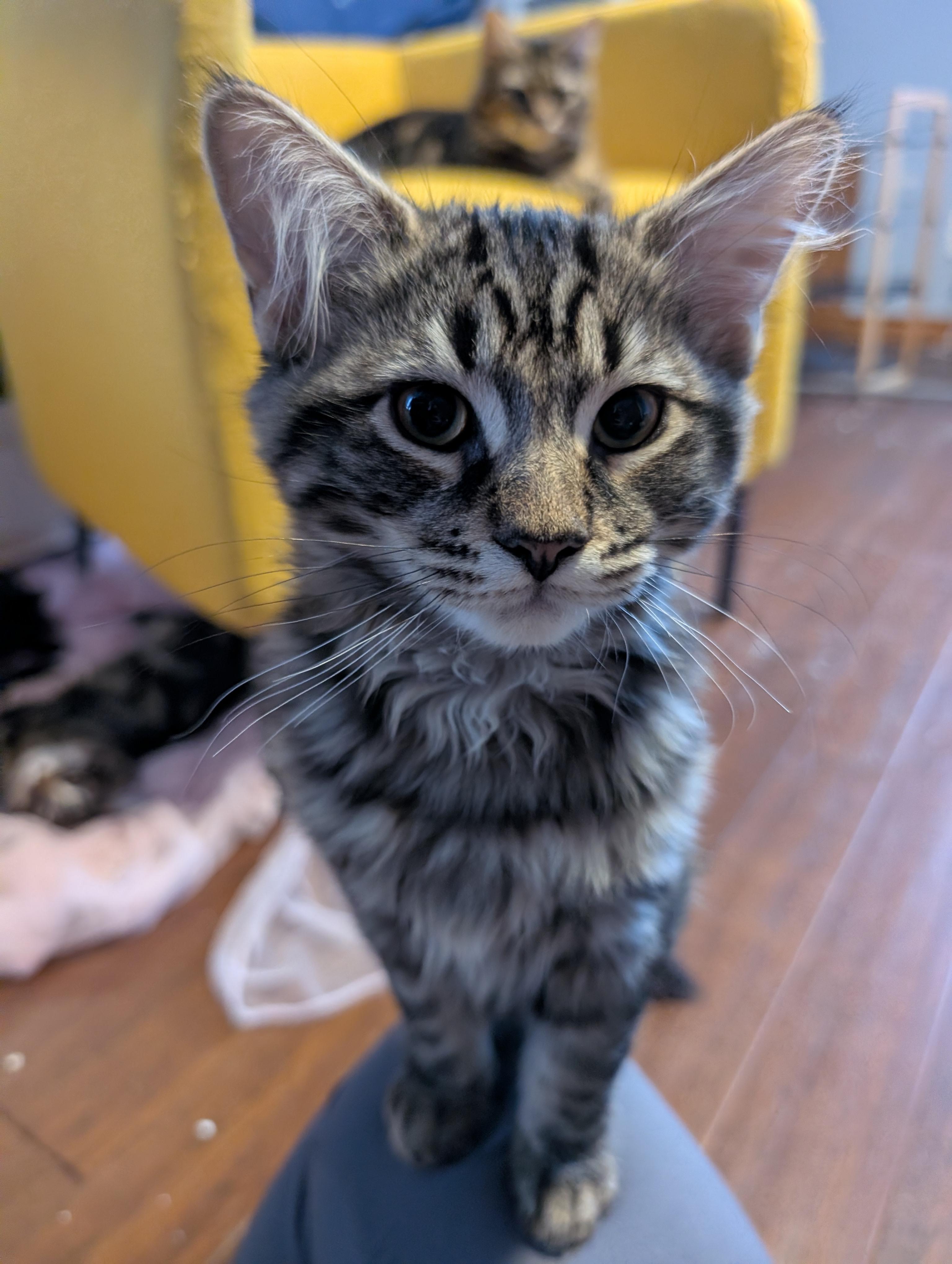 Loki, a ADOPTABLE Domestic Medium Hair in Cambridge, ON image 1/4