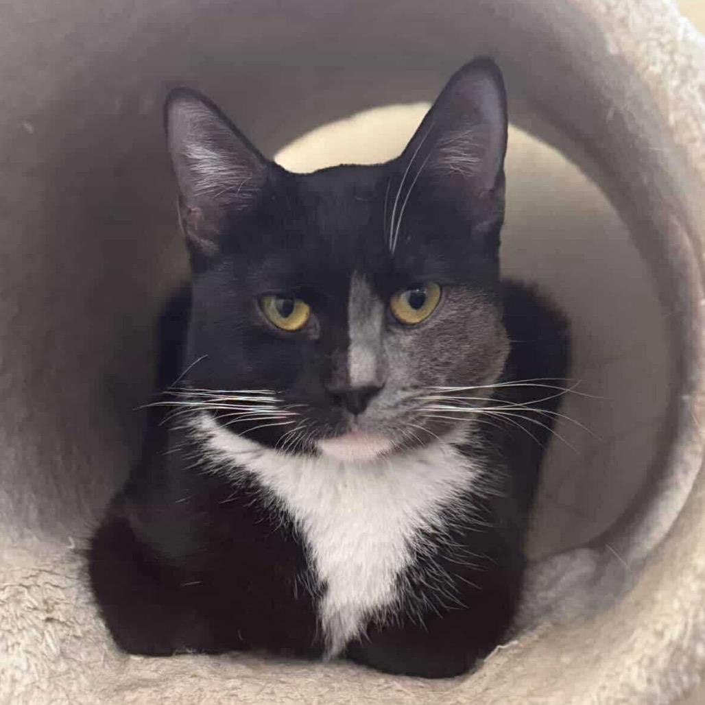 Naomi, adopted, Kitten Female Egyptian Mau & British Shorthair.