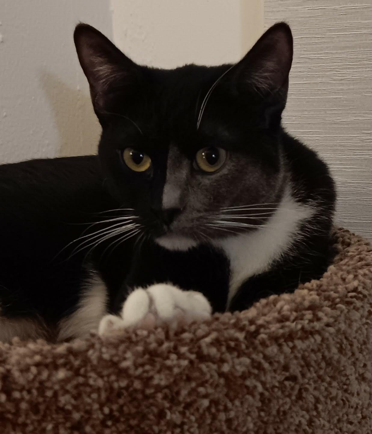 Enlarge Naomi, an adopted mixed breed in Stoughton, WI image 3/6