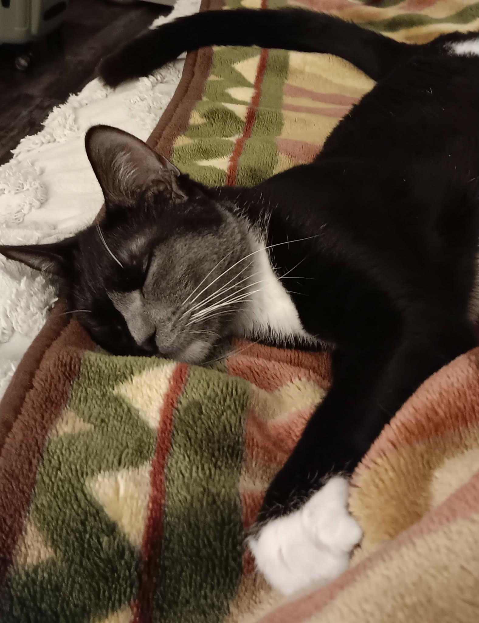 Enlarge Naomi, an adopted mixed breed in Stoughton, WI image 2/6