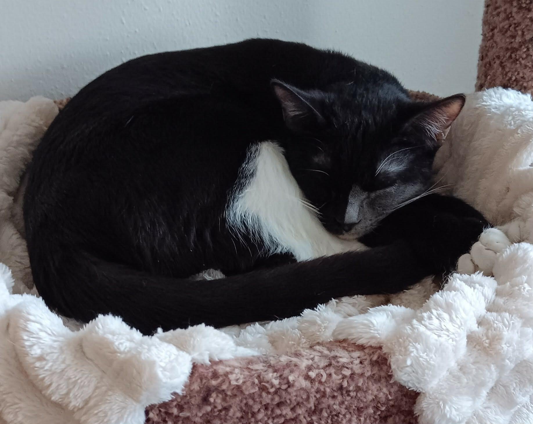 Enlarge Naomi, an adopted mixed breed in Stoughton, WI image 4/6