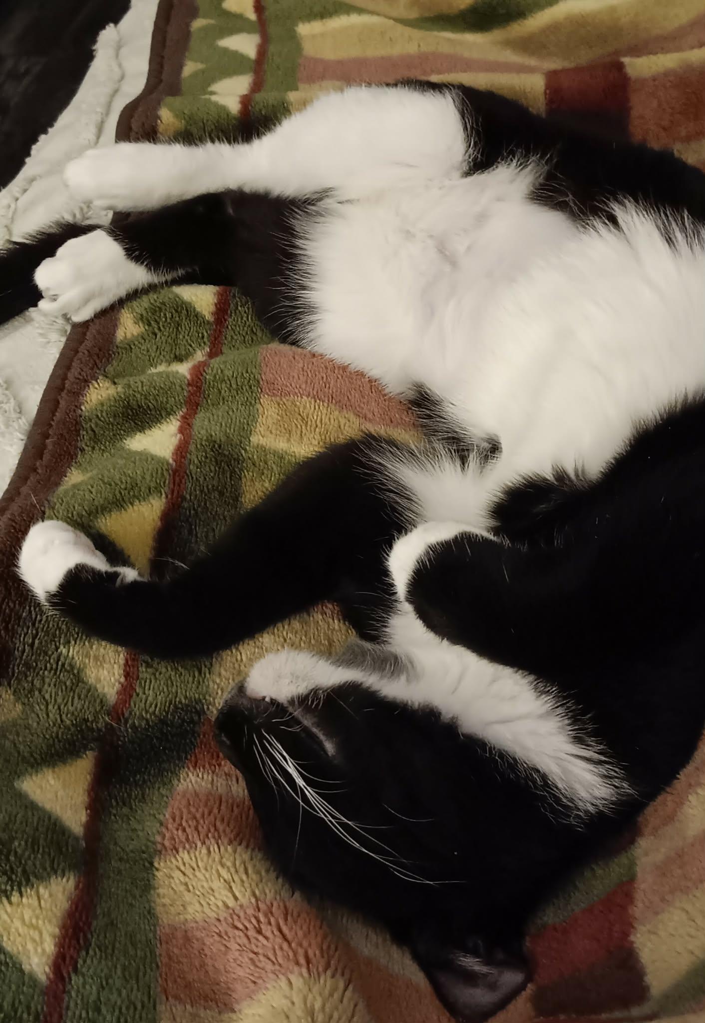 Enlarge Naomi, an adopted mixed breed in Stoughton, WI image 5/6