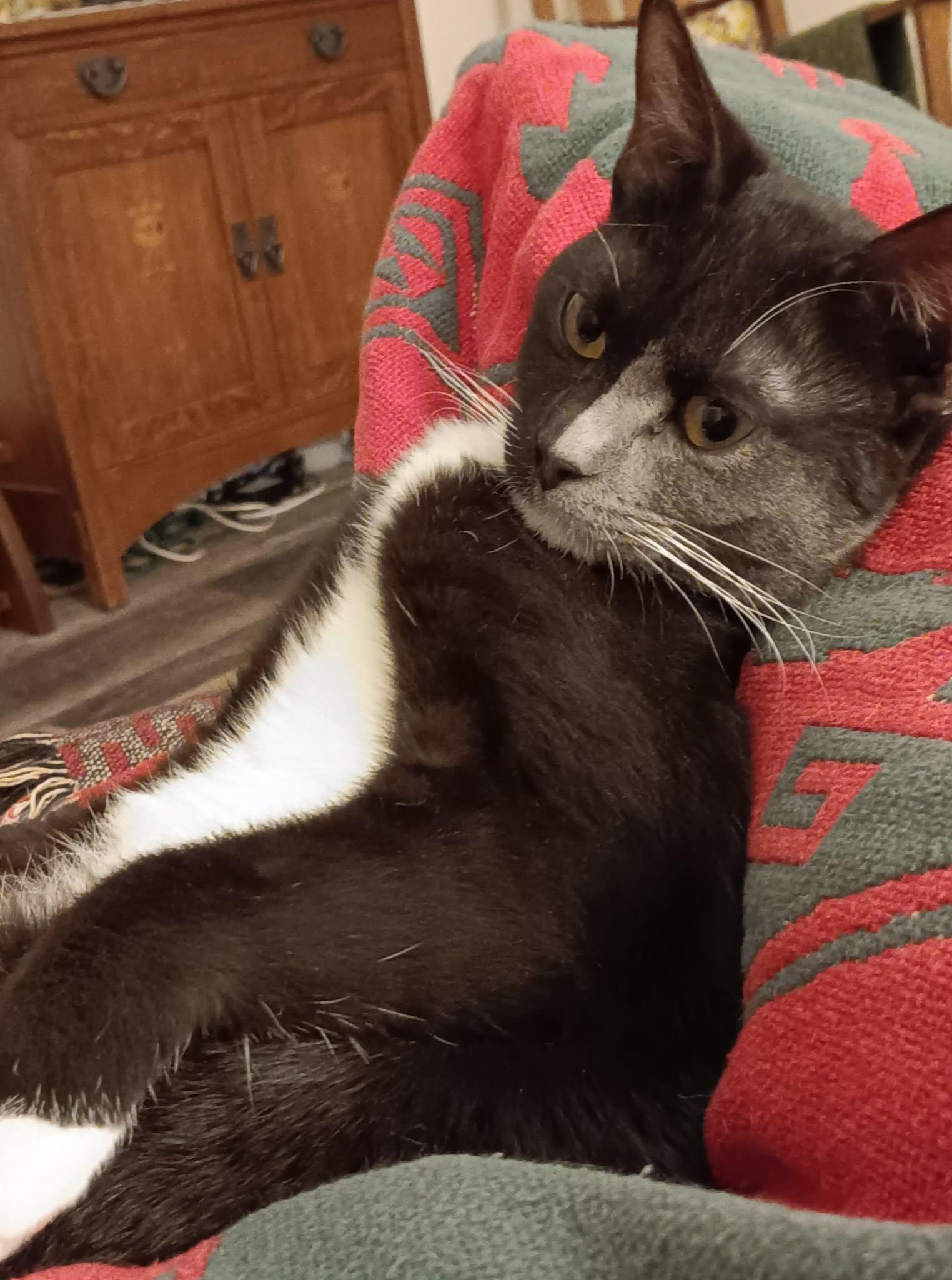 Enlarge Naomi, an adopted mixed breed in Stoughton, WI image 6/6