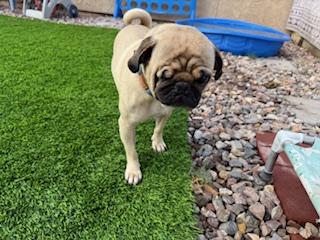 Enlarge Dewy, a Adoptable Pug in Mesa, AZ image 1/6