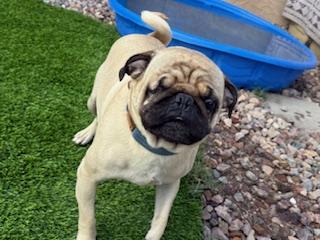 Enlarge Dewy, a Adoptable Pug in Mesa, AZ image 2/5
