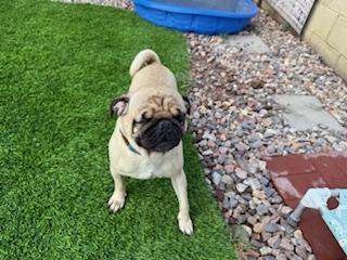 Enlarge Dewy, a Adoptable Pug in Mesa, AZ image 4/6