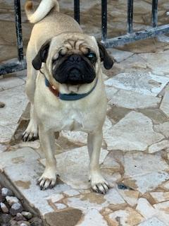 Enlarge Dewy, a Adoptable Pug in Mesa, AZ image 5/5