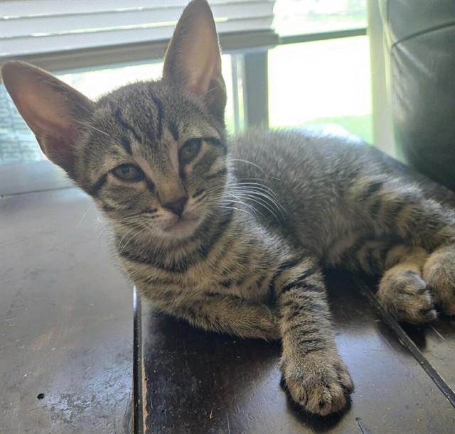 PIGLET, Adoptable, Kitten Male Domestic Short Hair.