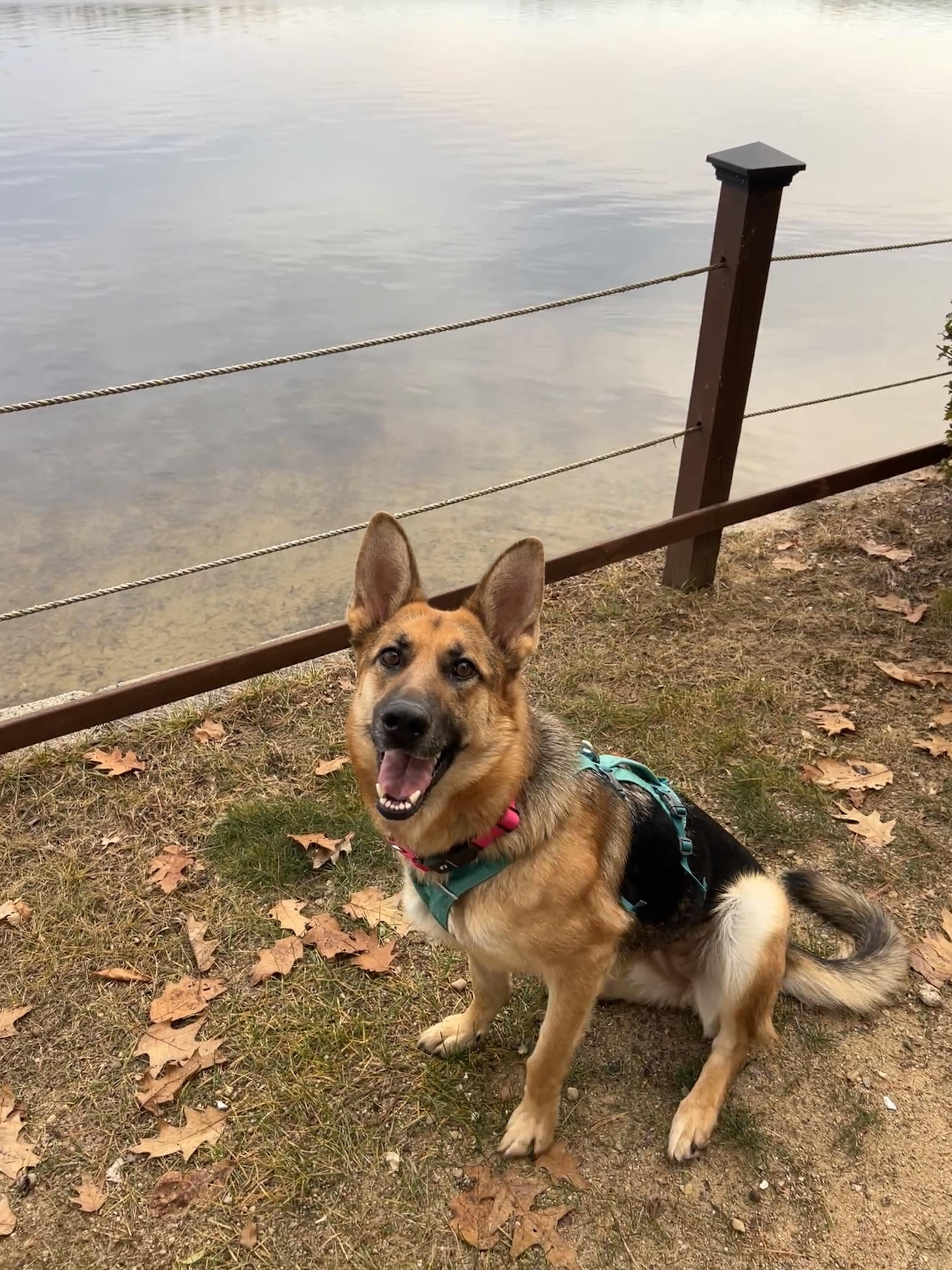 Enlarge Banshee, an adoptable mixed breed in Brunswick, ME image 1/5
