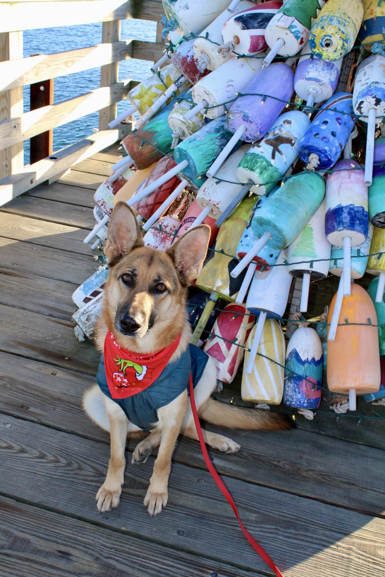 Enlarge Banshee, an adoptable mixed breed in Brunswick, ME image 2/5