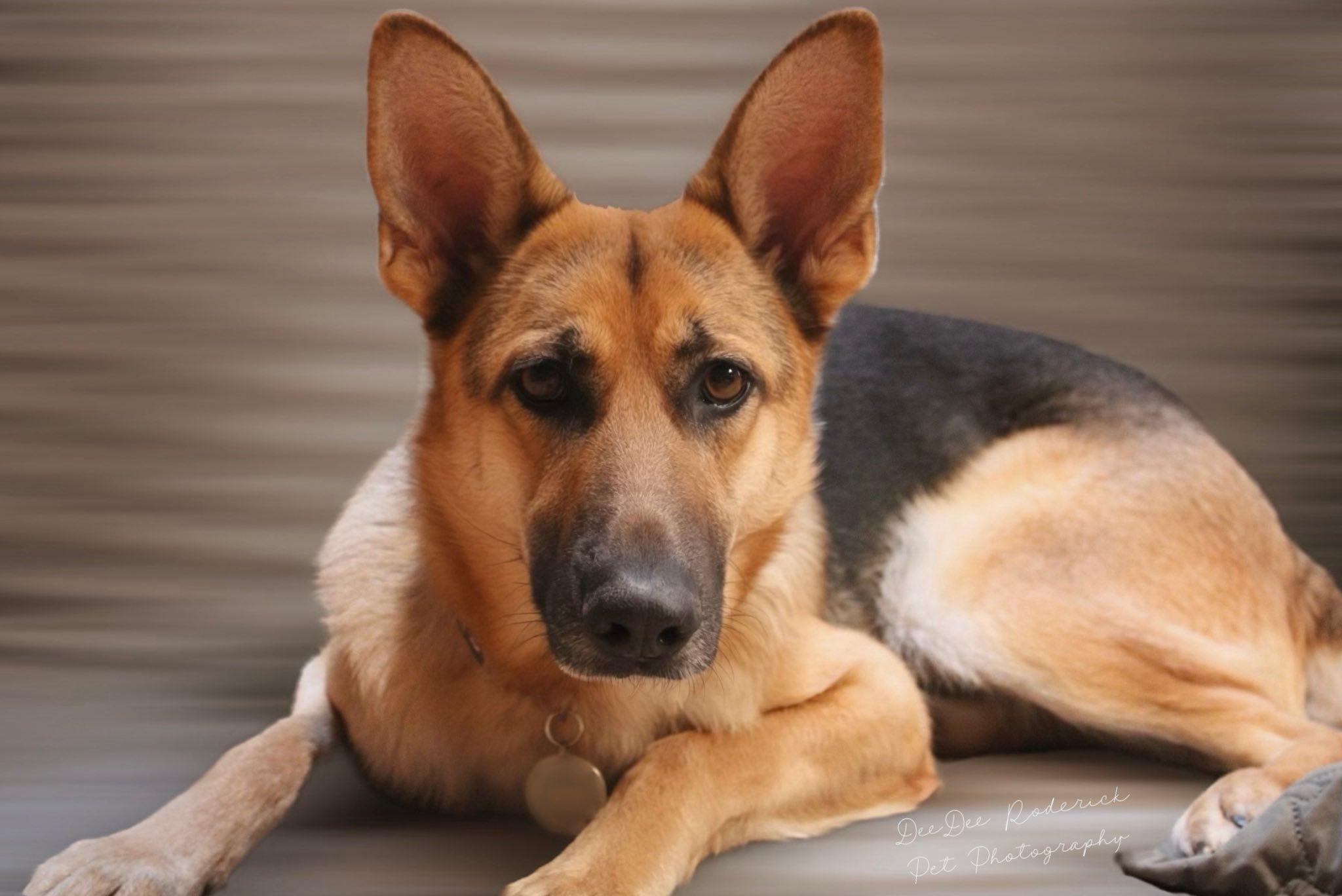 Banshee, adoptable, Adult Female German Shepherd Dog.