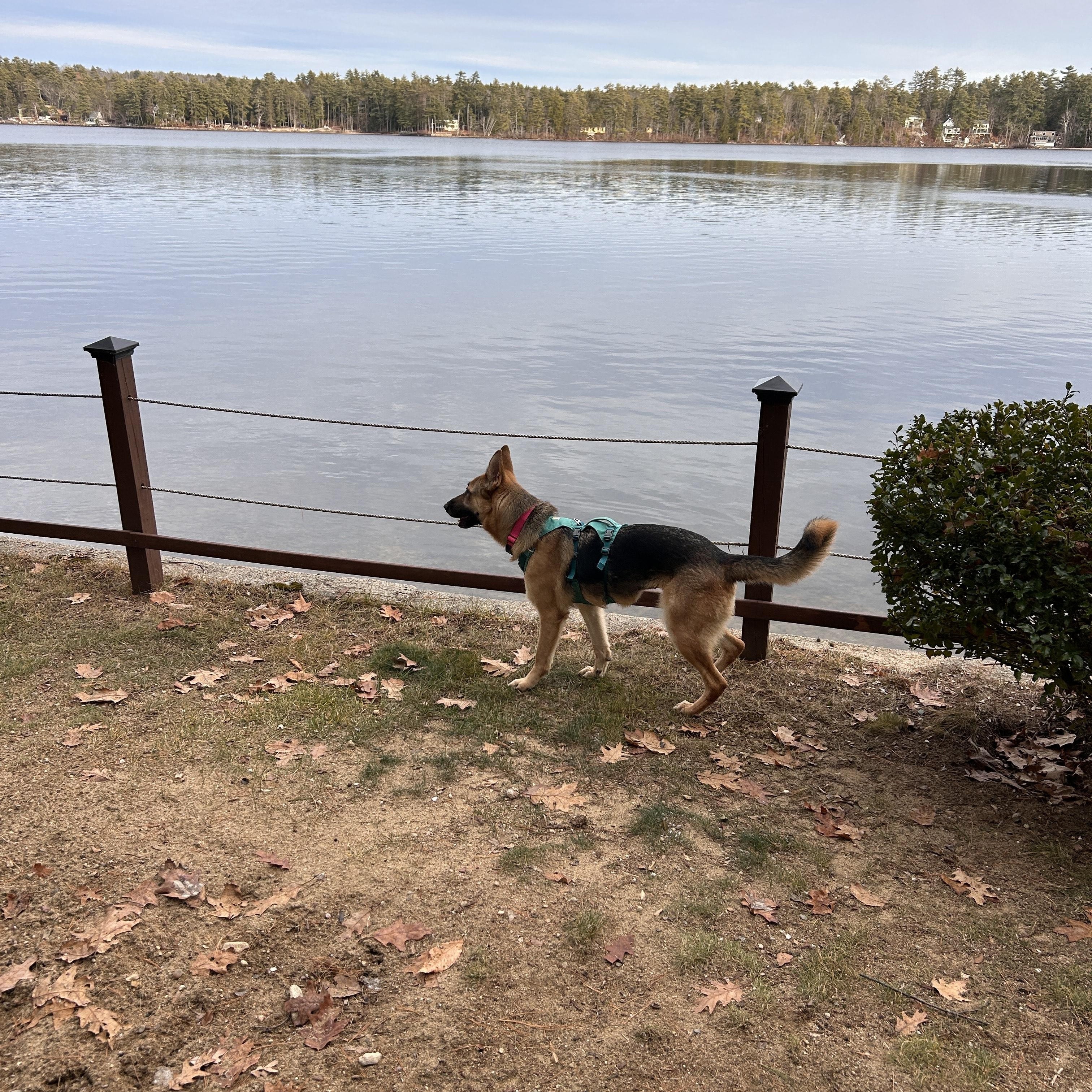 Enlarge Banshee, an adoptable mixed breed in Brunswick, ME image 4/5