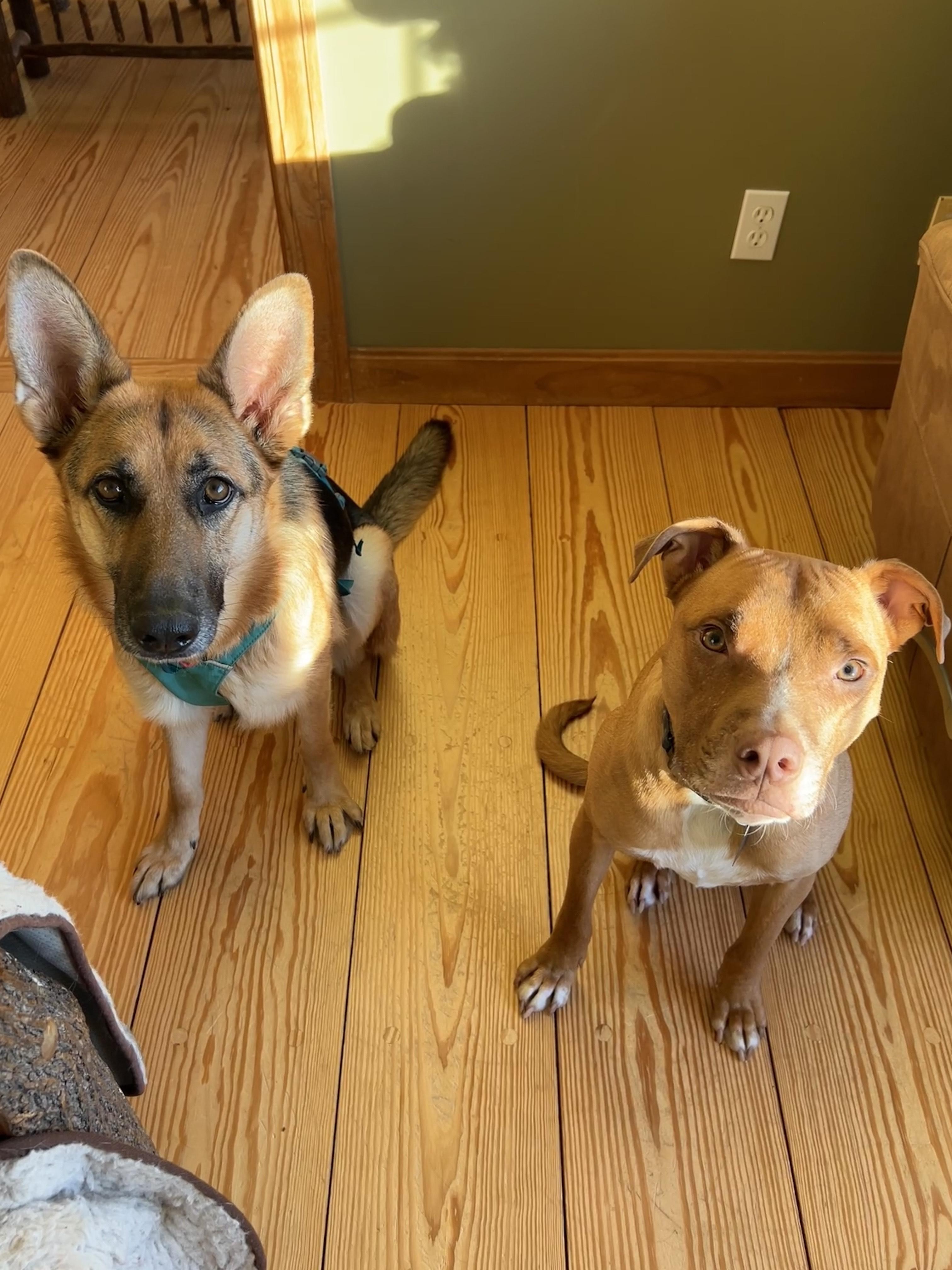 Enlarge Banshee, an adoptable mixed breed in Brunswick, ME image 3/5