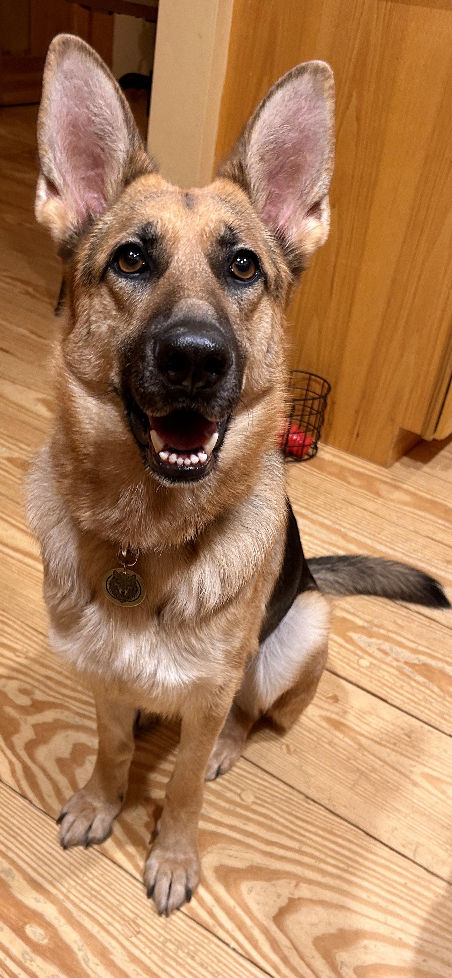 Enlarge Banshee, an adoptable mixed breed in Brunswick, ME image 5/5