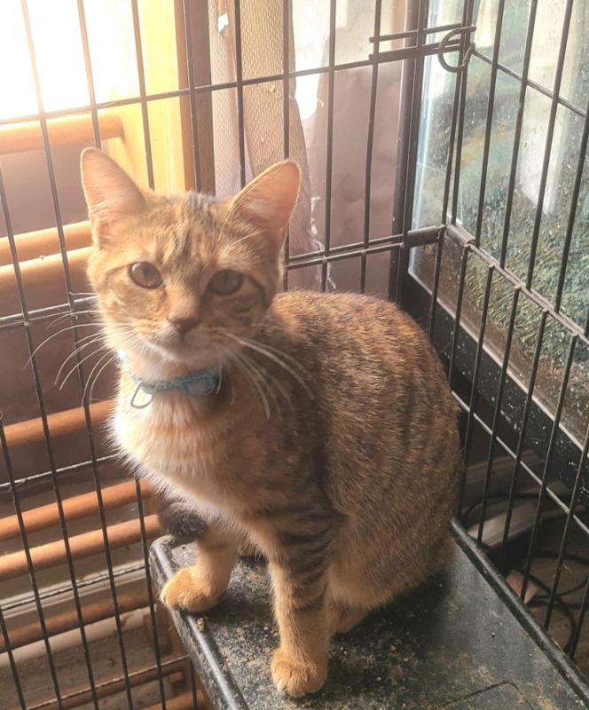 Piper (FSG), Adoptable, Young Female Torbie & Domestic Short Hair.
