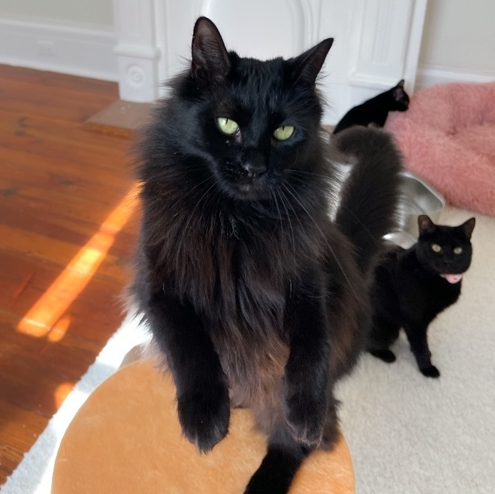 Cat for adoption Cher (Bonded Pair), a Domestic Long Hair in New