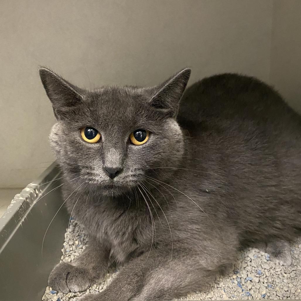 Enlarge Luna, a Adoptable Domestic Short Hair in Dayton, OH image 1/2